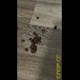 For her 100th video, Emi wears a Santa hat and sweater, bends over and pushes out a naughty present, shows it off with a smile, then reveals the pile on the floor. Vertical format video. 108 MB, MP4 file. Over 19 minutes.